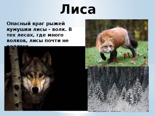 Лиса Опасный враг рыжей кумушки лисы - волк. В тех лесах, где много волков, лисы почти не водятся.