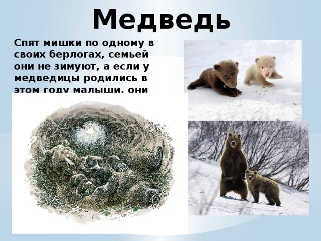 Медведь Спят мишки по одному в своих берлогах, семьей они не зимуют, а если у медведицы родились в этом году малыши, они спят с мамой.