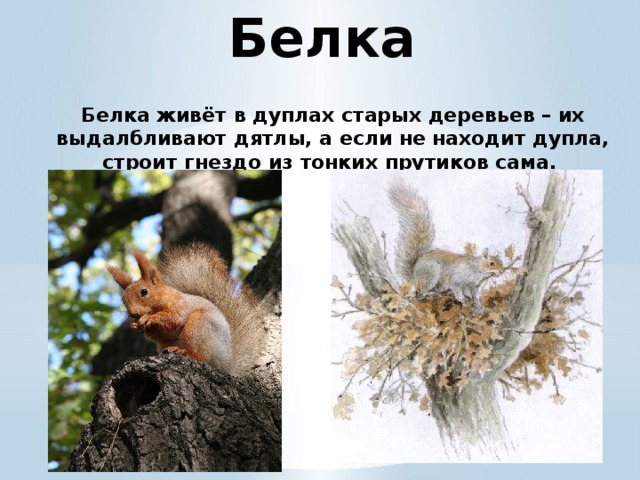 Белка Белка живёт в дуплах старых деревьев – их выдалбливают дятлы, а если не находит дупла, строит гнездо из тонких прутиков сама.