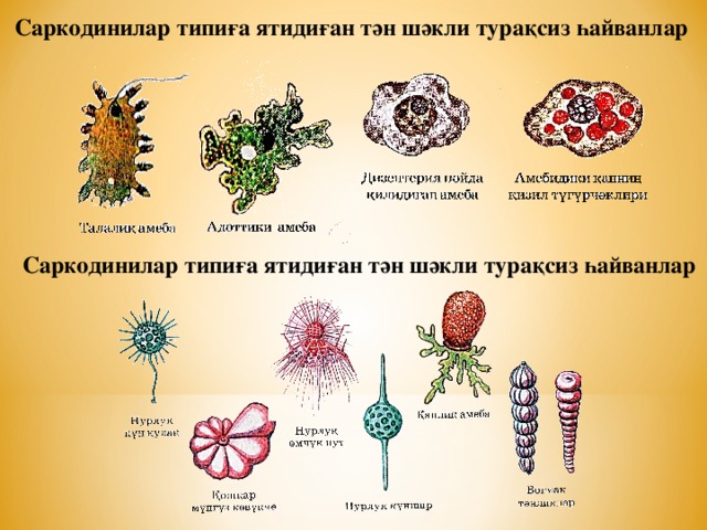 Саркодинилар типиға ятидиған тән шәкли турақсиз һайванлар Саркодинилар типиға ятидиған тән шәкли турақсиз һайванлар