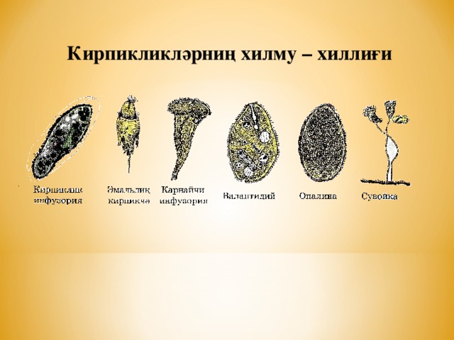 Кирпикликләрниң хилму – хиллиғи