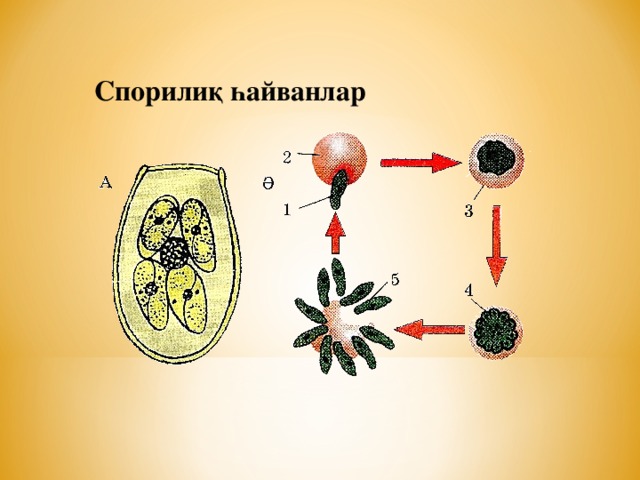 Спорилиқ һайванлар