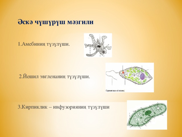 Әскә чүшүрүш мәзгили  1.Амебиниң түзүлүши.  2.Йешил эвгленаниң түзүлүши.   3.Кирпиклик – инфузорияниң түзүлүши