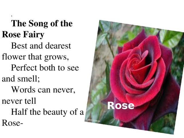 , The Song of the Rose Fairy Best and dearest flower that grows, Perfect both to see and smell; Words can never, never tell Half the beauty of a Rose- Rose