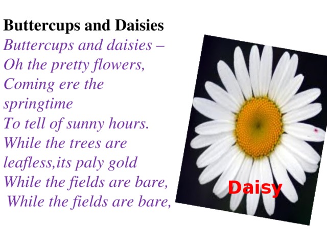 Buttercups and Daisies Buttercups and daisies – Oh the pretty flowers, Coming ere the springtime To tell of sunny hours. While the trees are leafless,its paly gold While the fields are bare, While the fields are bare, Daisy