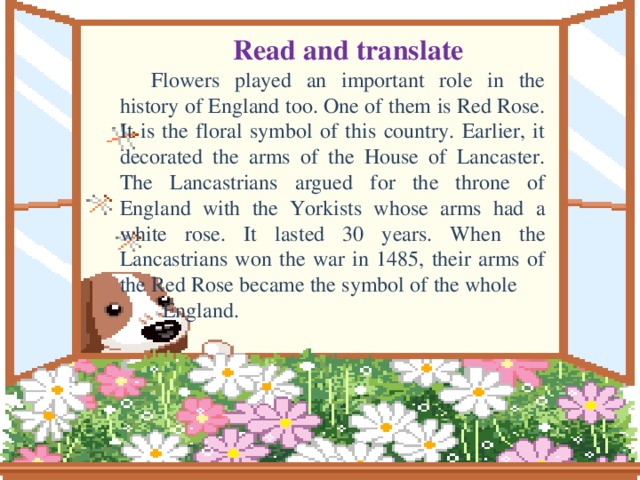 Read and translate Flowers played an important role in the history of England too. One of them is Red Rose. It is the floral symbol of this country. Earlier, it decorated the arms of the House of Lancaster. The Lancastrians argued for the throne of England with the Yorkists whose arms had a white rose. It lasted 30 years. When the Lancastrians won the war in 1485, their arms of the Red Rose became the symbol of the whole England. Morning glory