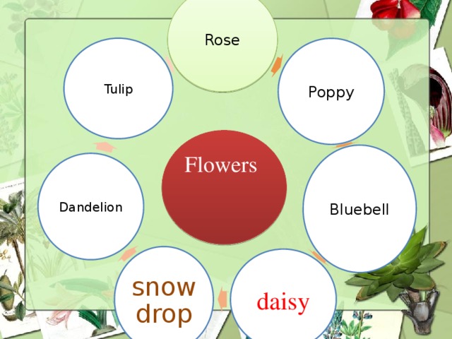 Rose Tulip Poppy Flowers Bluebell Dandelion snowdrop daisy