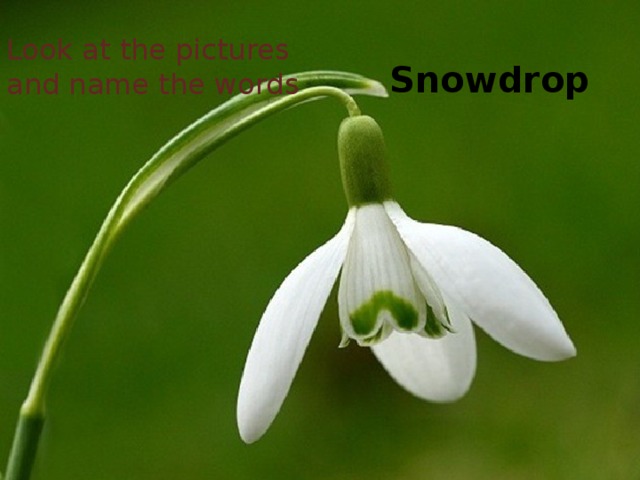 Look at the pictures and name the words Snowdrop