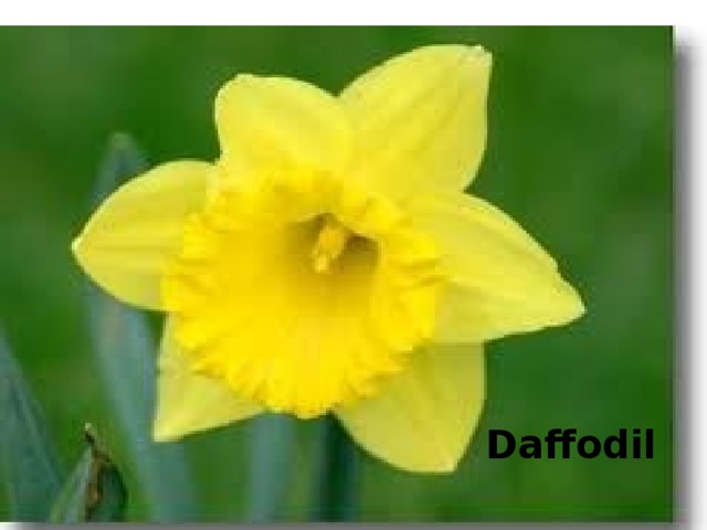 Daffodil