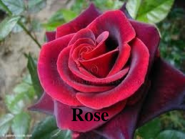 Rose