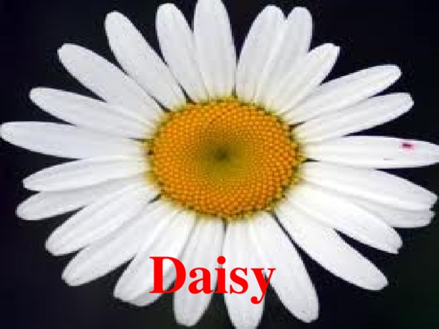 Daisy