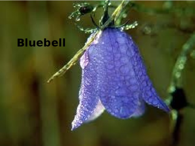 Bluebell