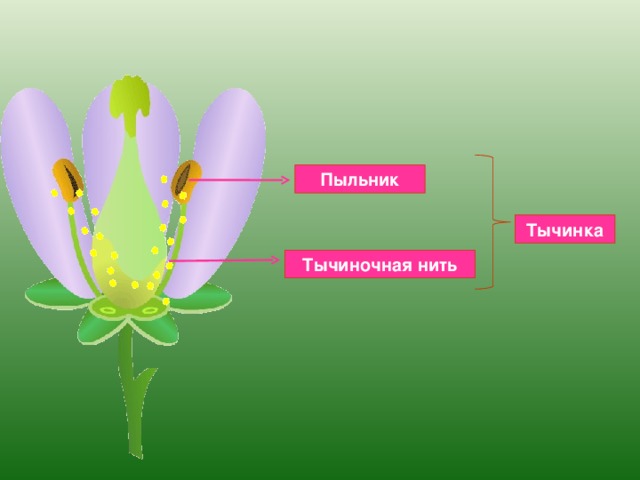 Тычинка и пестик рисунок с подписями