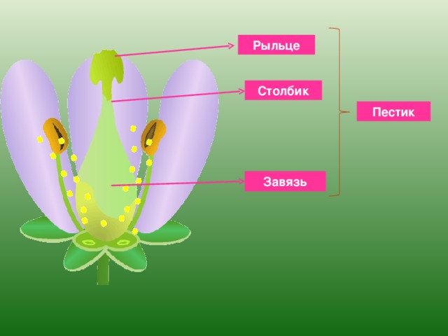 Рыльце Столбик Пестик Завязь Пестик – находится в центральной части цветка. Совокупность пестиков в цветке называется гинецеем (от греческих: 2гине» – женщина и «оэцеум» – дом). Пестик образуется от срастания плодолистиков. Из семязачатков образуются семена, а из завязи с семязачатками – плод с семенами. 6