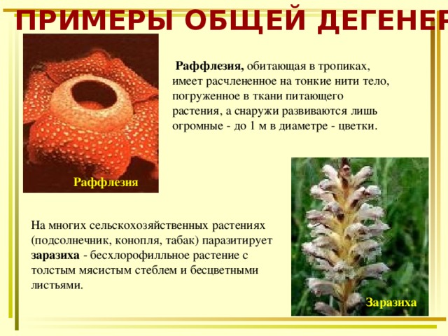 ПРИМЕРЫ ОБЩЕЙ ДЕГЕНЕРАЦИИ  Раффлезия, обитающая в тропиках, имеет расчлененное на тонкие нити тело, погруженное в ткани питающего растения, а снаружи развиваются лишь огромные - до 1 м в диаметре - цветки. Раффлезия На многих сельскохозяйственных растениях (подсолнечник, конопля, табак) паразитирует заразиха - бесхлорофилльное растение с толстым мясистым стеблем и бесцветными листьями. Заразиха