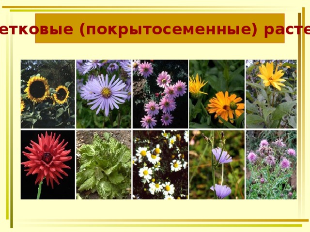 Цветковые (покрытосеменные) растения