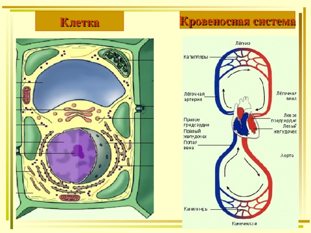 Клетка Кровеносная система