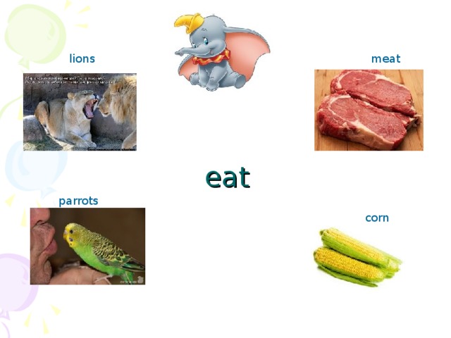 lions meat eat parrots corn