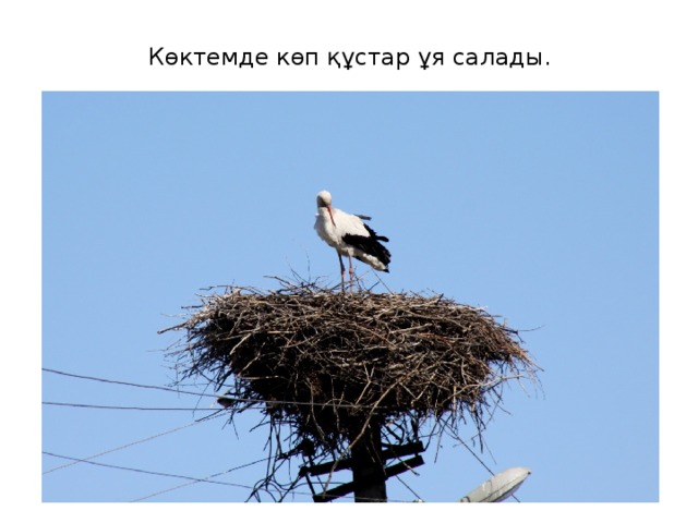 Көктемде көп құстар ұя салады.