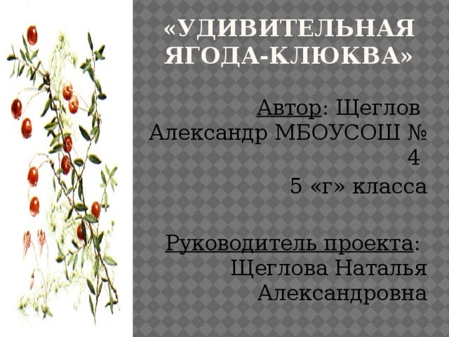 «Удивительная ЯГОДА-КЛЮКВА»     Автор : Щеглов Александр МБОУСОШ № 4 5 «г» класса Руководитель проекта : Щеглова Наталья Александровна