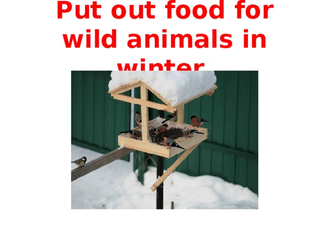 Put out food for wild animals in winter