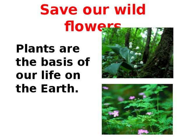 Save our wild flowers Plants are the basis of our life on the Earth.