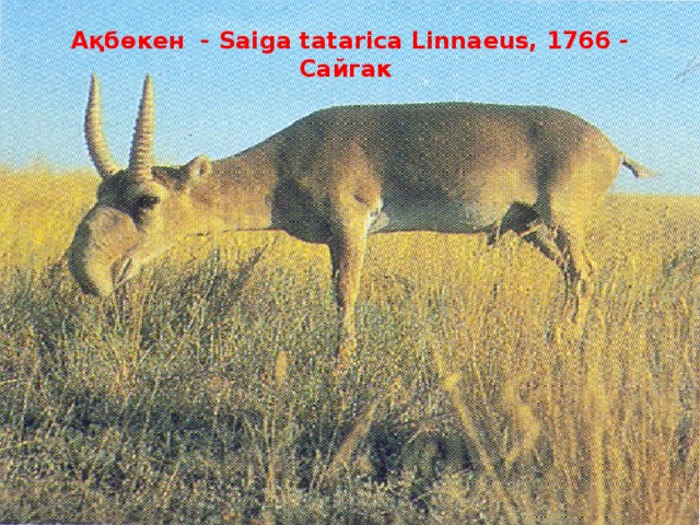 Ақбөкен - Saiga tatarica Linnaeus, 1766 - Сайгак