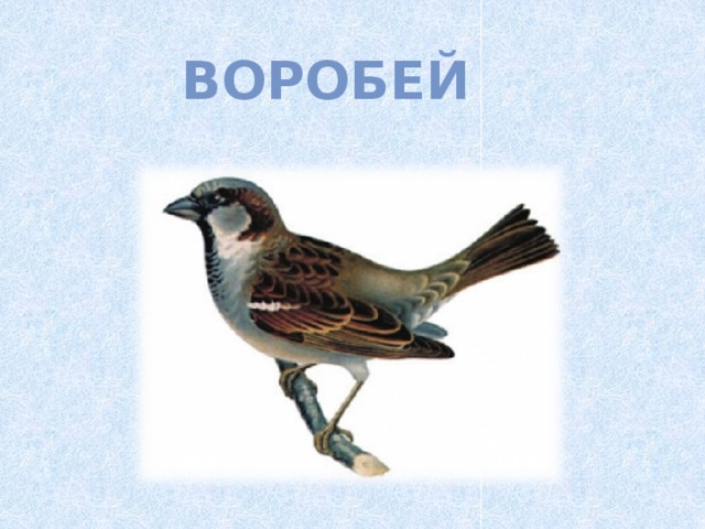 Воробей