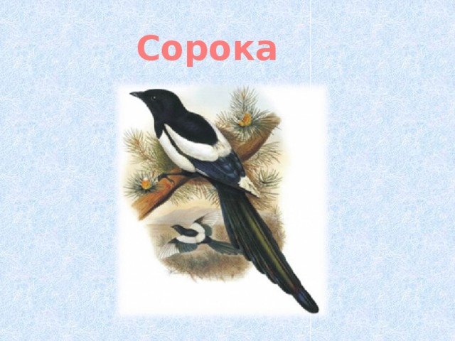 Сорока