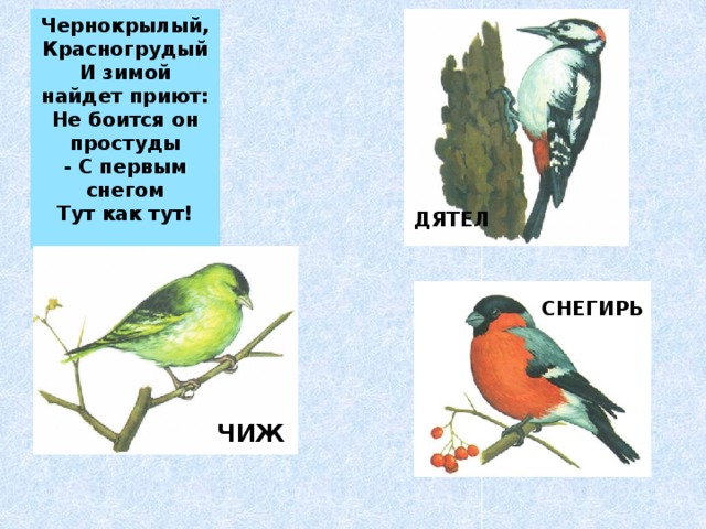 Чернокрылый, Красногрудый И зимой найдет приют: Не боится он простуды - С первым снегом Тут как тут! ДЯТЕЛ СНЕГИРЬ ЧИЖ