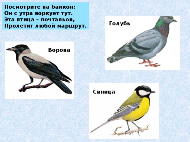 Посмотрите на балкон: Он с утра воркует тут. Эта птица – почтальон, Пролетит любой маршрут. Голубь Ворона Синица