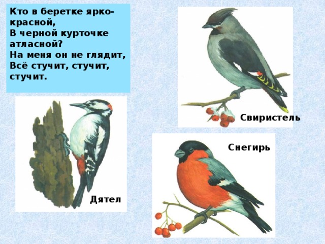 Кто в беретке ярко-красной, В черной курточке атласной? На меня он не глядит, Всё стучит, стучит, стучит. Свиристель Снегирь Дятел