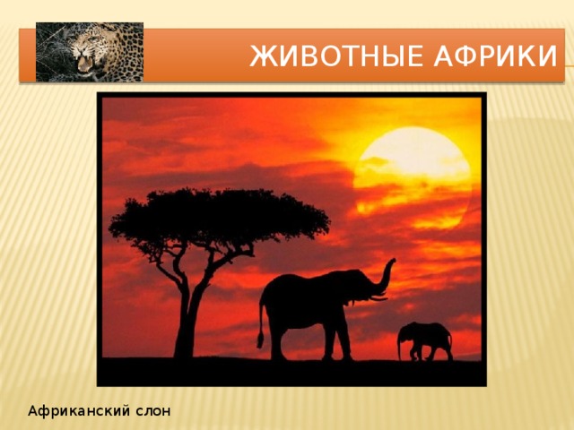 Животные Африки Африканский слон