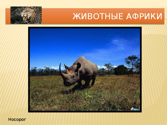 Животные Африки Носорог