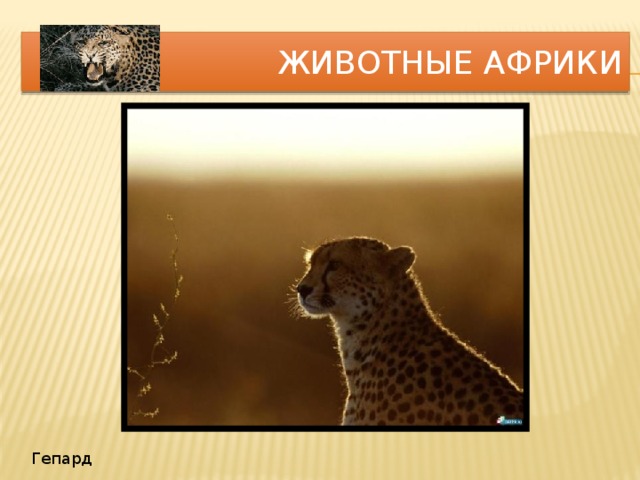 Животные Африки Гепард