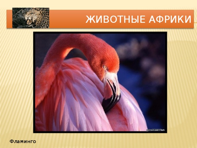 Животные Африки Фламинго