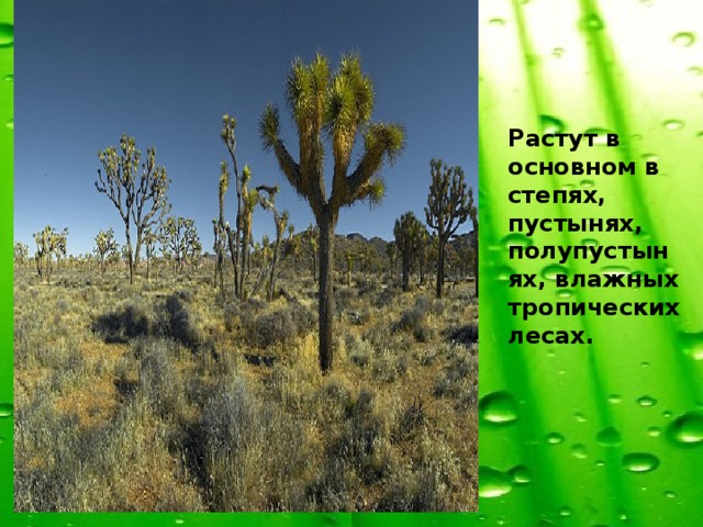 Растут в основном в степях, пустынях, полупустынях, влажных тропических лесах.