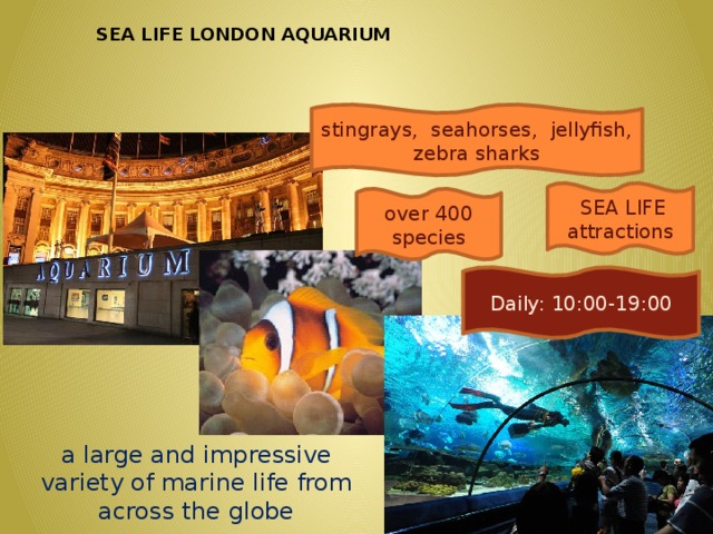 SEA LIFE LONDON AQUARIUM stingrays,  seahorses, jellyfish, zebra sharks   SEA LIFE attractions over 400 species Daily: 10:00-19:00 a large and impressive variety of marine life from across the globe
