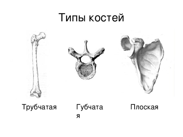 Выберите губчатую кость. Трубчатые кости и губчатые кости. Типы костей губчатые трубчатые. Схема губчатой кости человека. Типы костей плоские трубчатые губчатые рисунки.