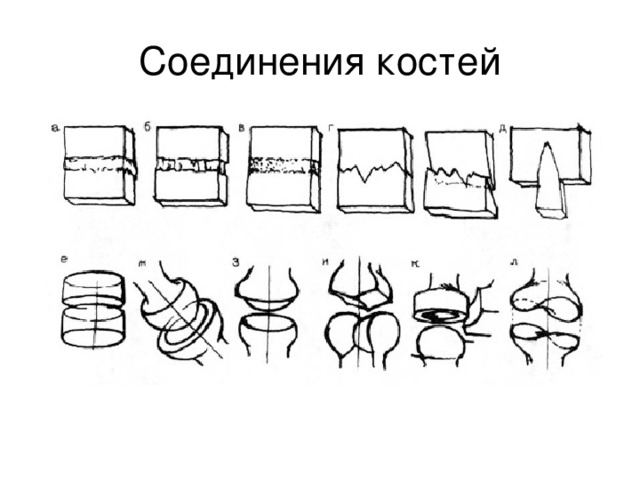 На рисунке изображены кости