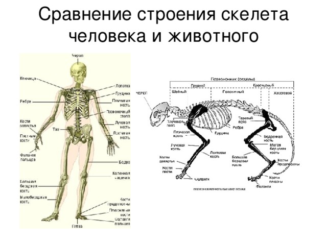Отличия скелета человека от млекопитающего. Строение скелета 8 класс биология. Скелет человека и животного. Отделы скелета человека схема.