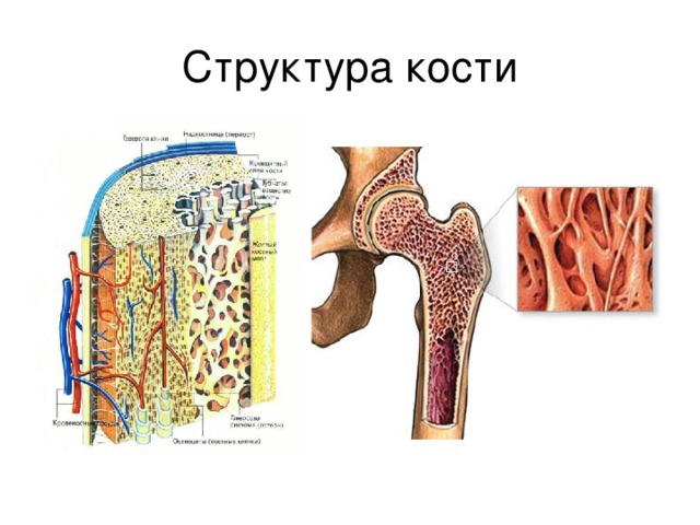 Структура кости