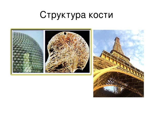 Структура кости