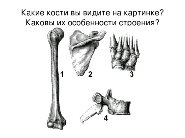 Какие кости вы видите на картинке? Каковы их особенности строения?