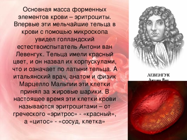 Основная масса форменных элементов крови – эритроциты. Впервые эти мельчайшие тельца в крови с помощью микроскопа увидел голландский естествоиспытатель Антони ван Левенгук. Тельца имели красный цвет, и он назвал их корпускулами, что и означает по латыни тельца. А итальянский врач, анатом и физик Марцелло Мальпии эти клетки принял за жировые шарики. В настоящее время эти клетки крови называются эритроцитами – от греческого «эритрос» - «красный», а «цитос» - «сосуд, клетка»
