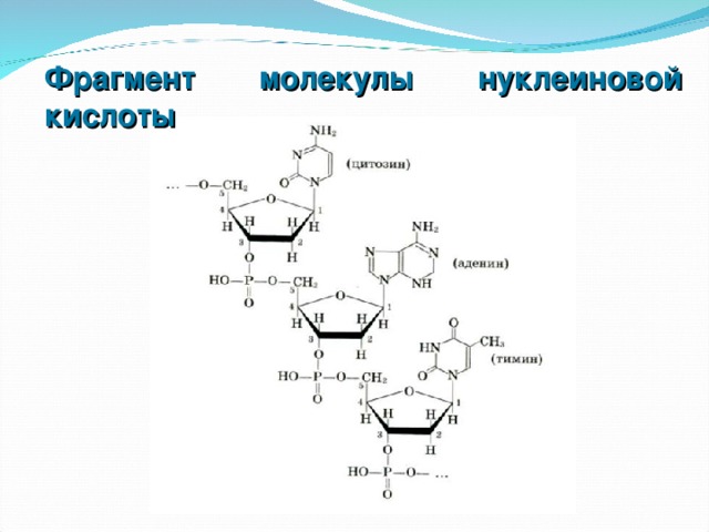 Фрагмент молекулы нуклеиновой кислоты
