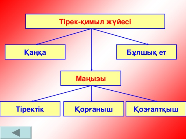 Тірек-қимыл жүйесі Қаңқа Бұлшық ет Маңызы Тіректік Қорғаныш Қозғалтқыш