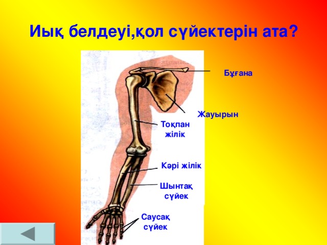 Иық белдеуі,қол сүйектерін ата? Бұғана Жауырын Тоқпан жілік Кәрі жілік Шынтақ сүйек Саусақ сүйек