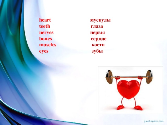heart мускулы  teeth глаза  nerves нервы  bones сердце  muscles кости  eyes зубы
