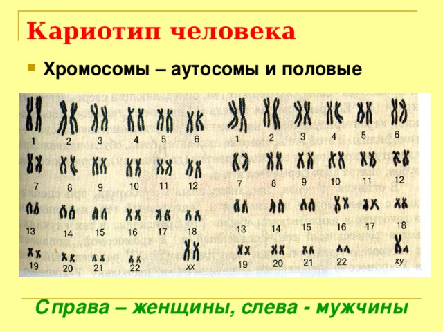 Кариотип человека Хромосомы – аутосомы и половые   Справа – женщины, слева - мужчины